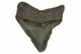 Fossil Posterior Megalodon Tooth - Georgia #332842-1